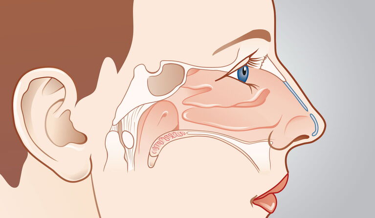 Nasenmuscheln & Nasenschwellkörper Teaserbild