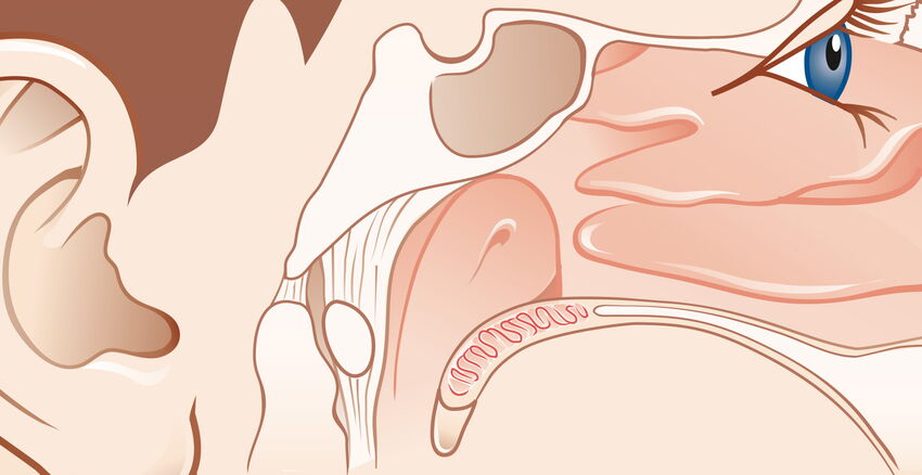 vordere Schädelbasis Headerbild
