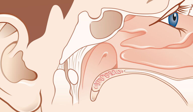 Vordere Schädelbasis Teaserbild